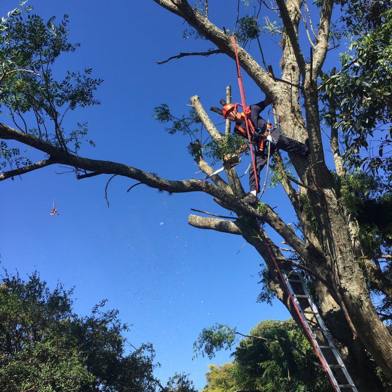 WhatsApp Image 2021-01-04 at 8.11.09 PM